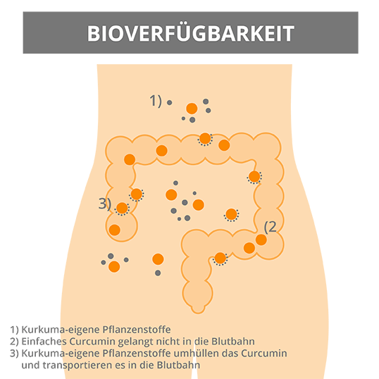 bioverfuegbarkeit-kurkuma-ratgeber-infografik