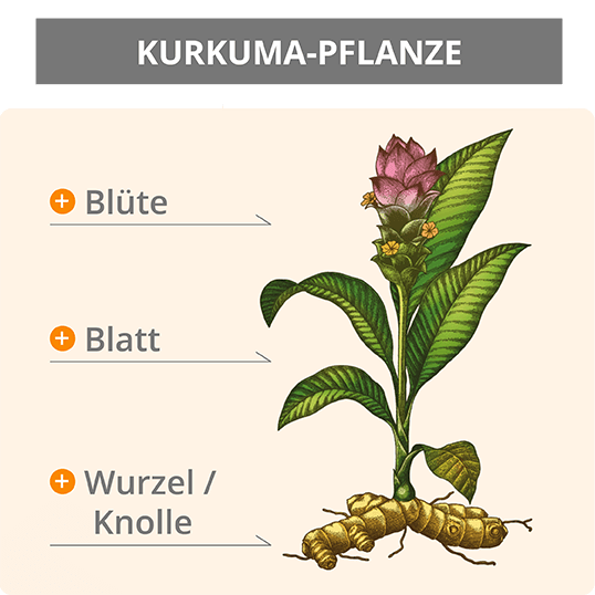 pflanze-kurkuma-ratgeber-infografik
